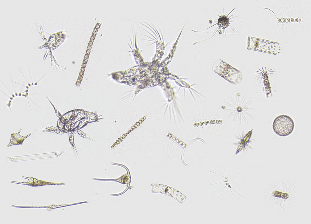 Quelques exemples de la diversité du plancton de Villefranche-sur-Mer obtenue dans quelques gouttes d’eau: copépodes adultes et juvéniles, ainsi que de nombreux protozoaires (diatomées, acanthaires et dinoflagellés)