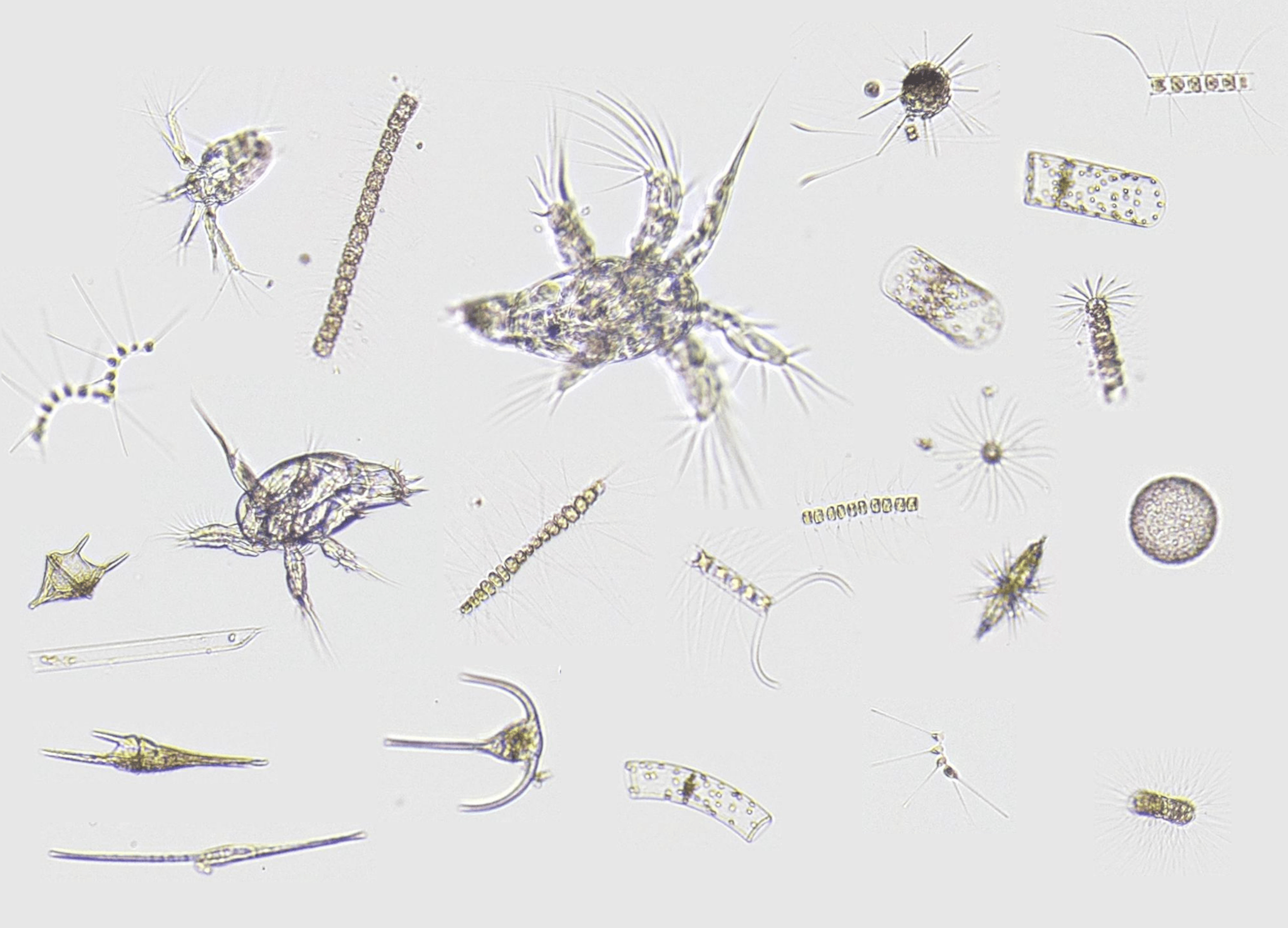 Quelques exemples de la diversité du plancton de Villefranche-sur-Mer obtenue dans quelques gouttes d’eau: copépodes adultes et juvéniles, ainsi que de nombreux protozoaires (diatomées, acanthaires et dinoflagellés)