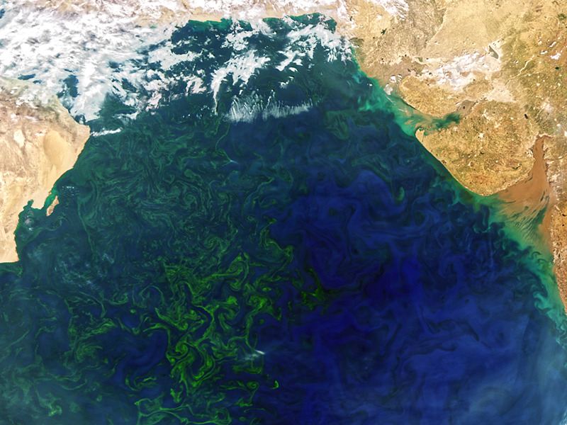 Plankton Planet - PlanktoSplace - noctiluca_bloom